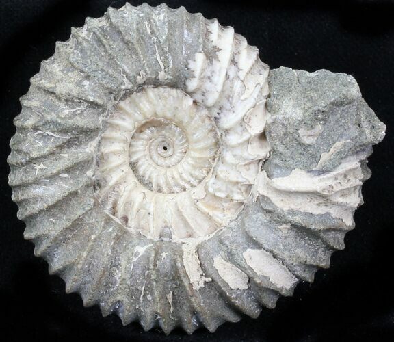 Pavlovia Ammonite Fossil - Siberia #29743